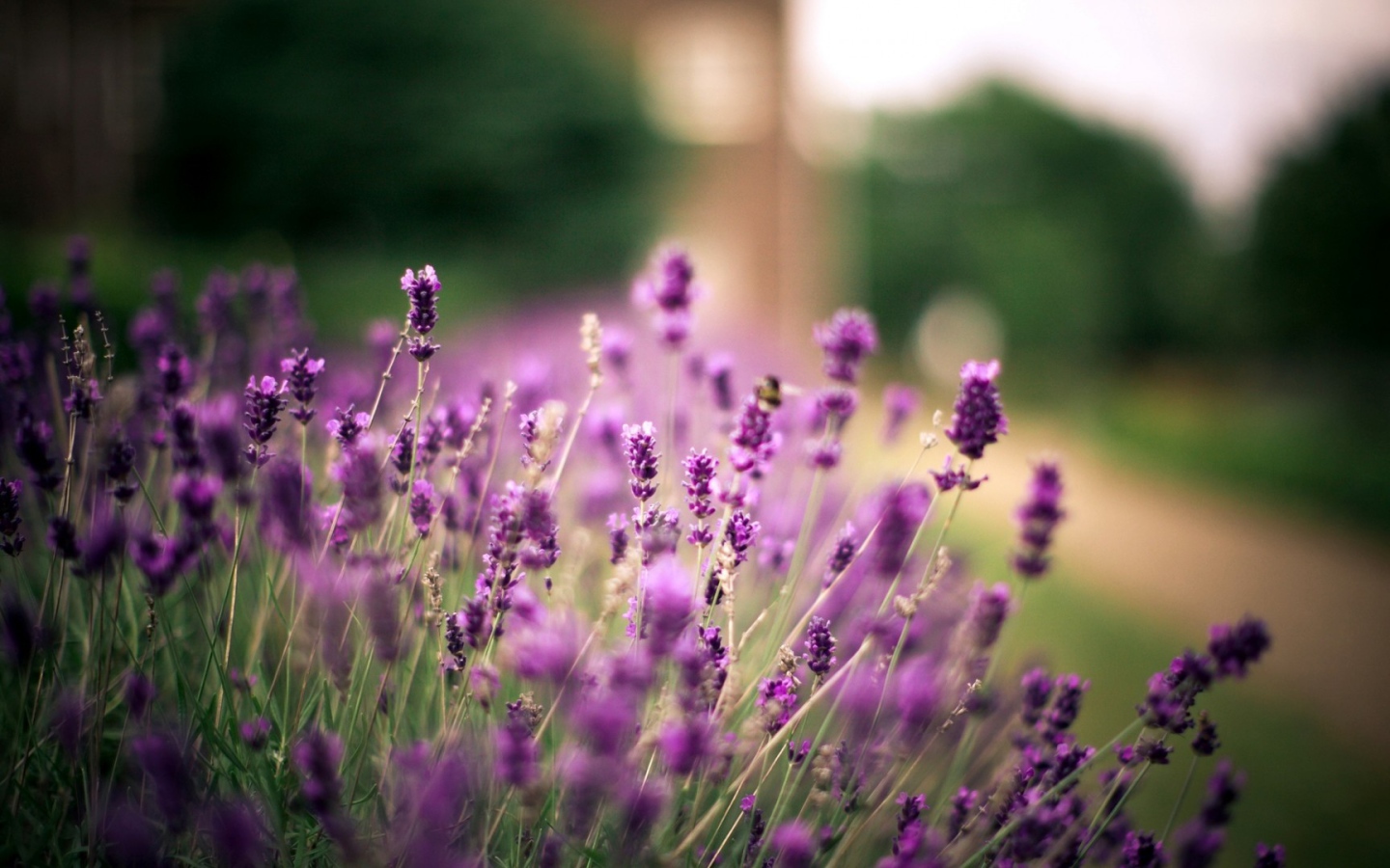 Полевые растения и ветер