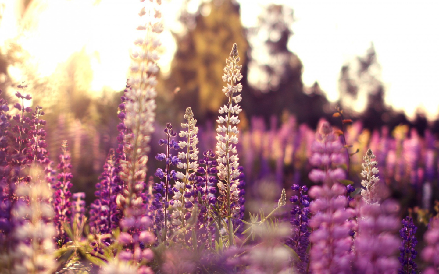 Полевые цветы в лучах солнца