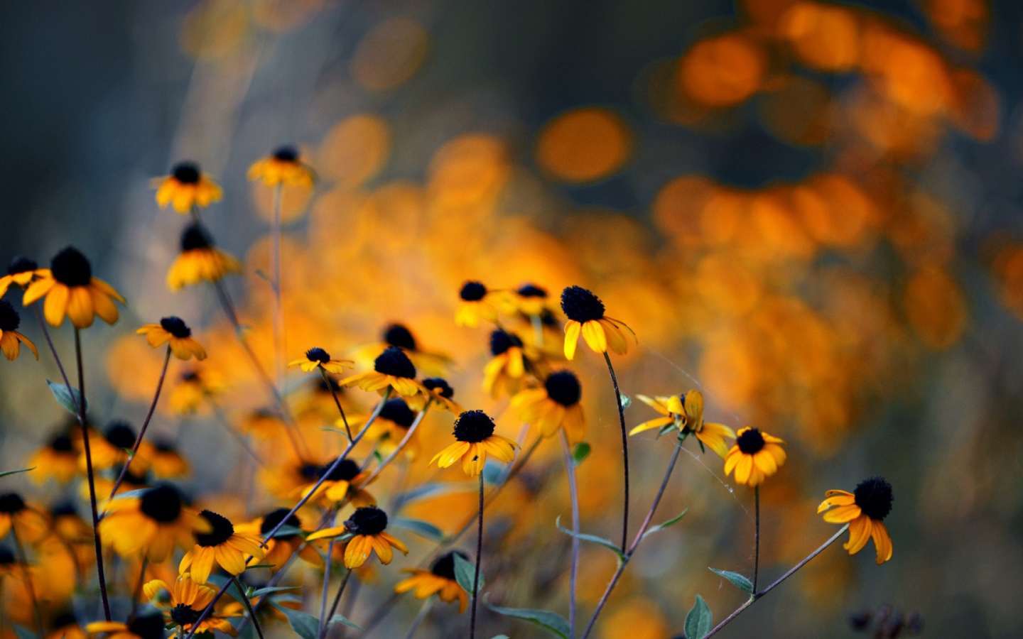 Увядшие в поле цветы