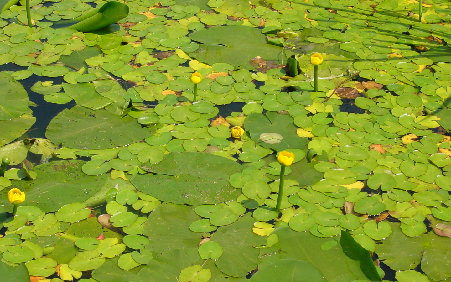 Желтая кубышка на воде