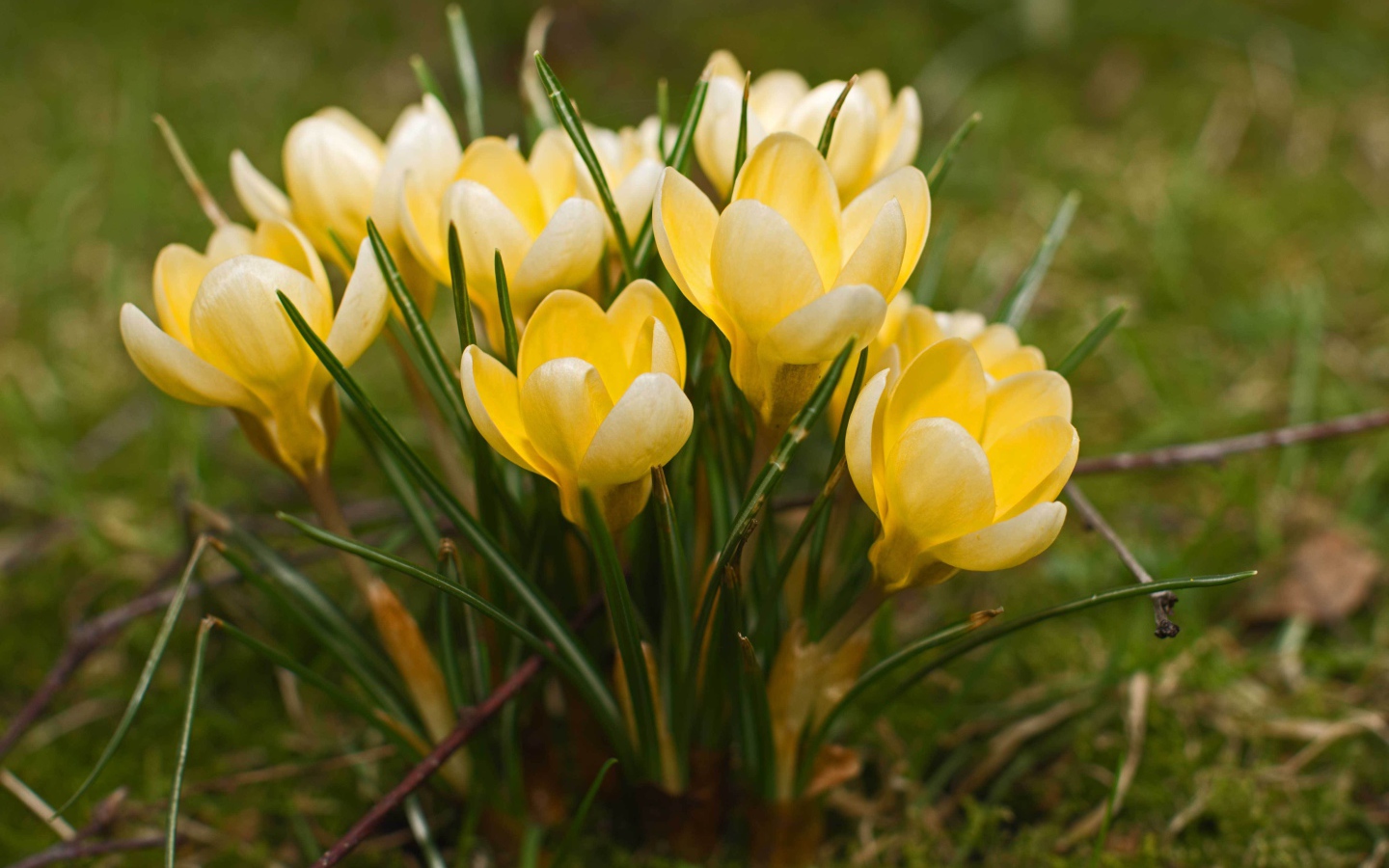 Желтые крокусы на поляне