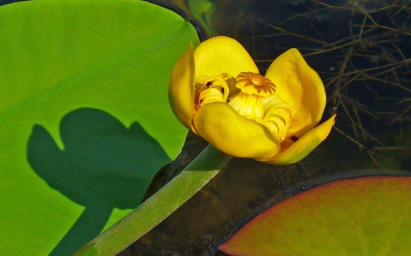 Цветок желтая кубышка