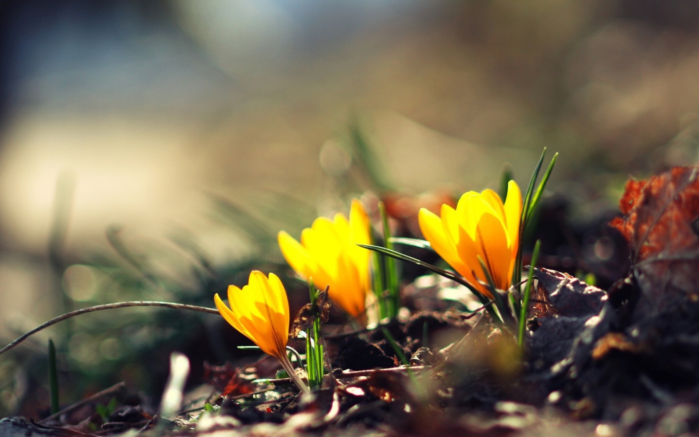 Жёлтые фонари