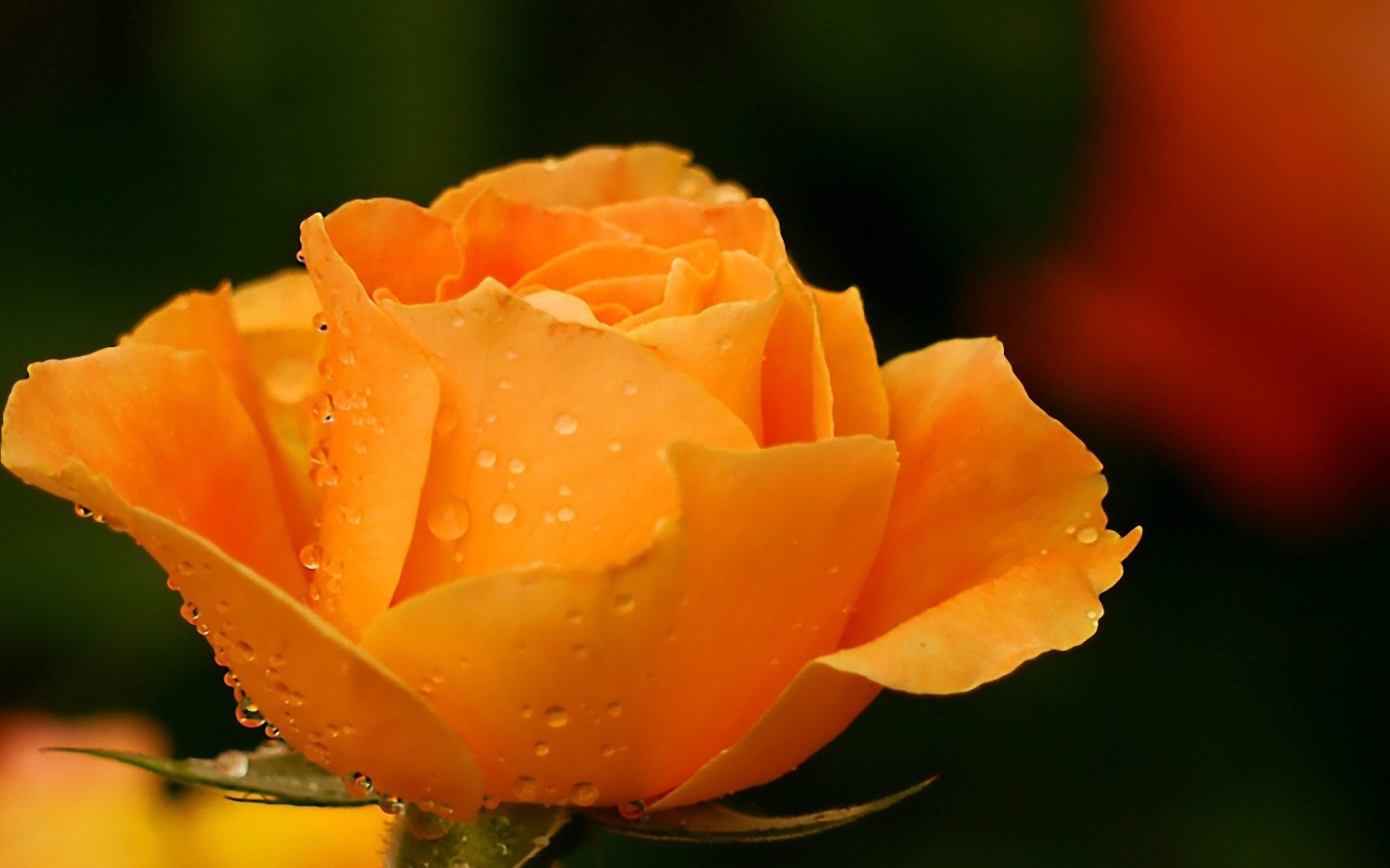 Жёлтая роза в саду после дождя