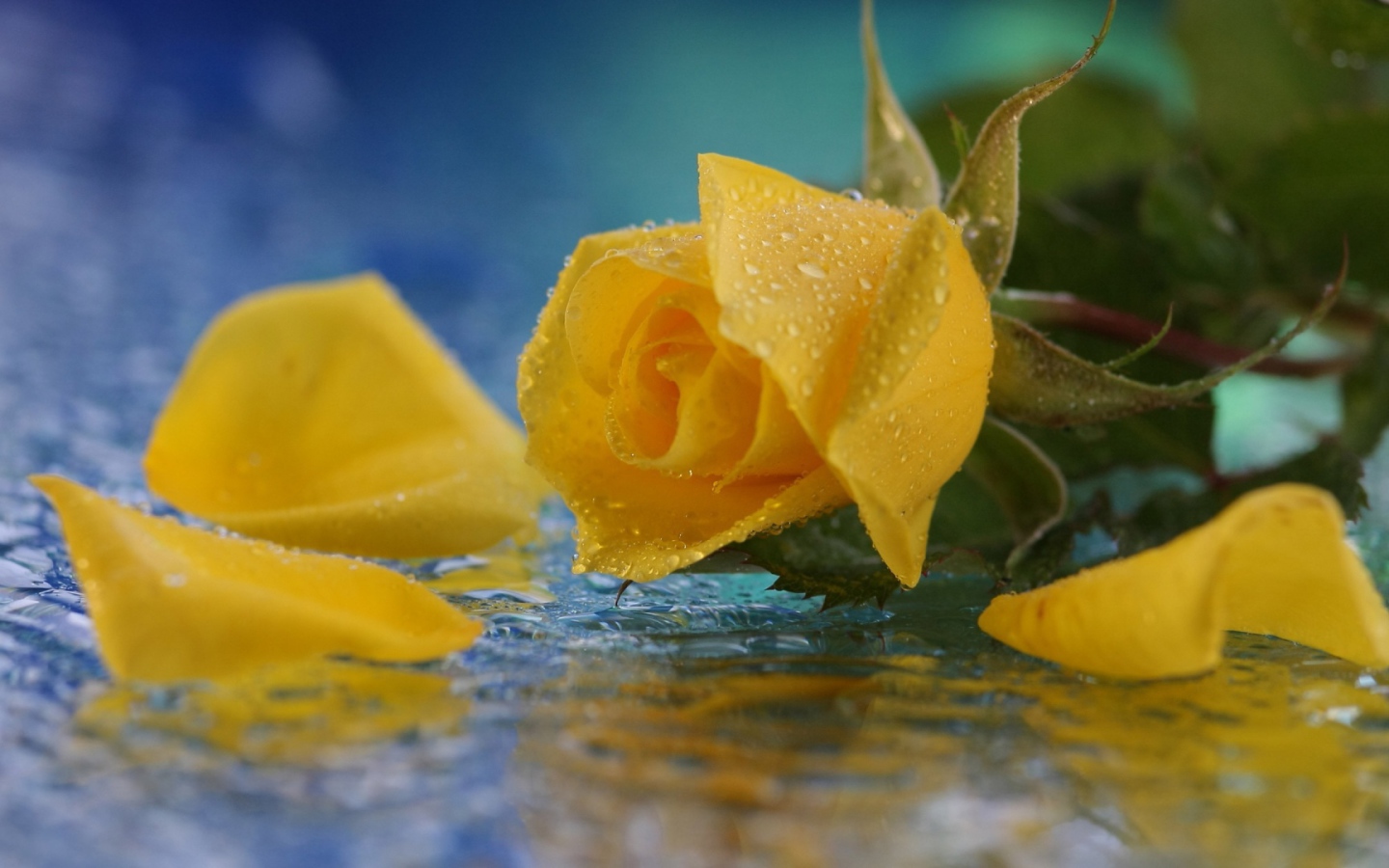 Жёлтая роза в воде