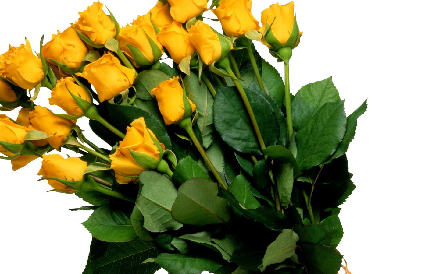 Yellow roses on a white background