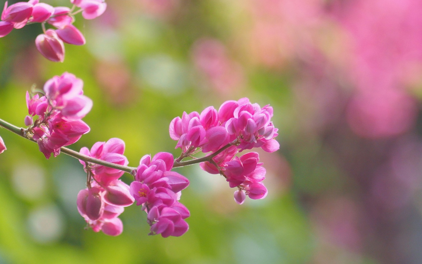 Молодая сакура