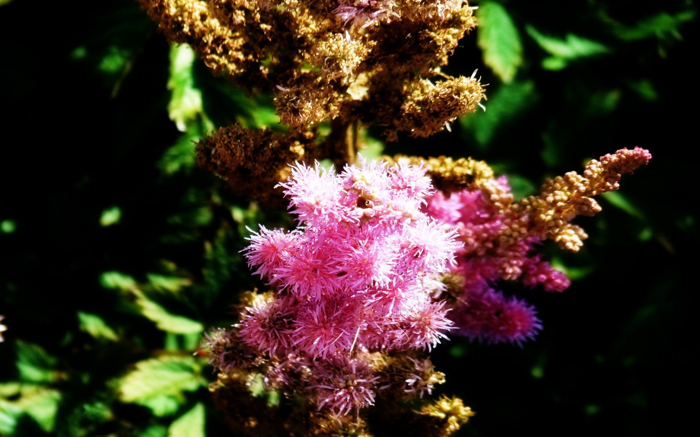 Ветка розовых цветков