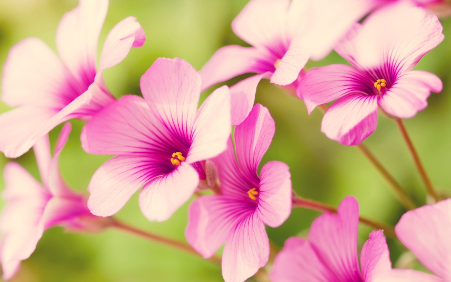 Цветы Вербена