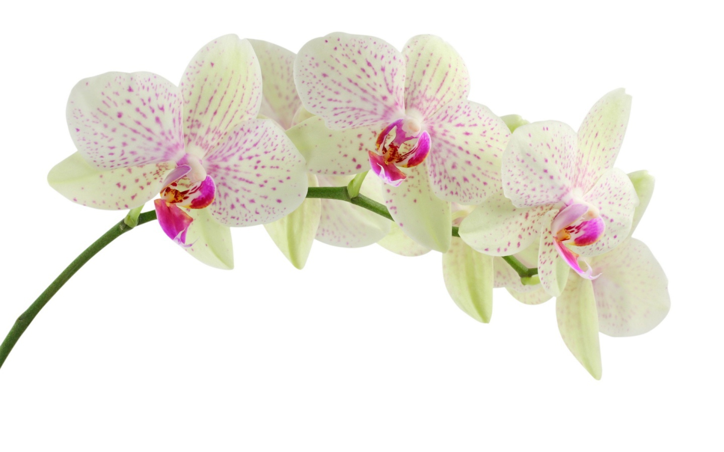 Пятнистая орхидея на белом фоне