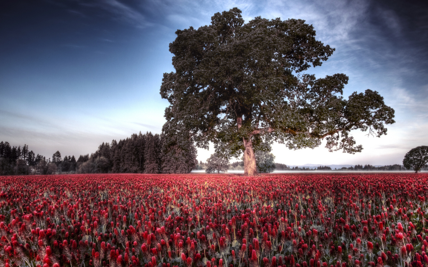 Большое дерево на поле цветов