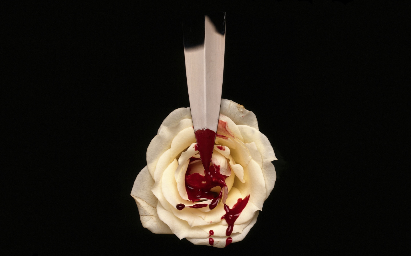 Кровь на белой розе
