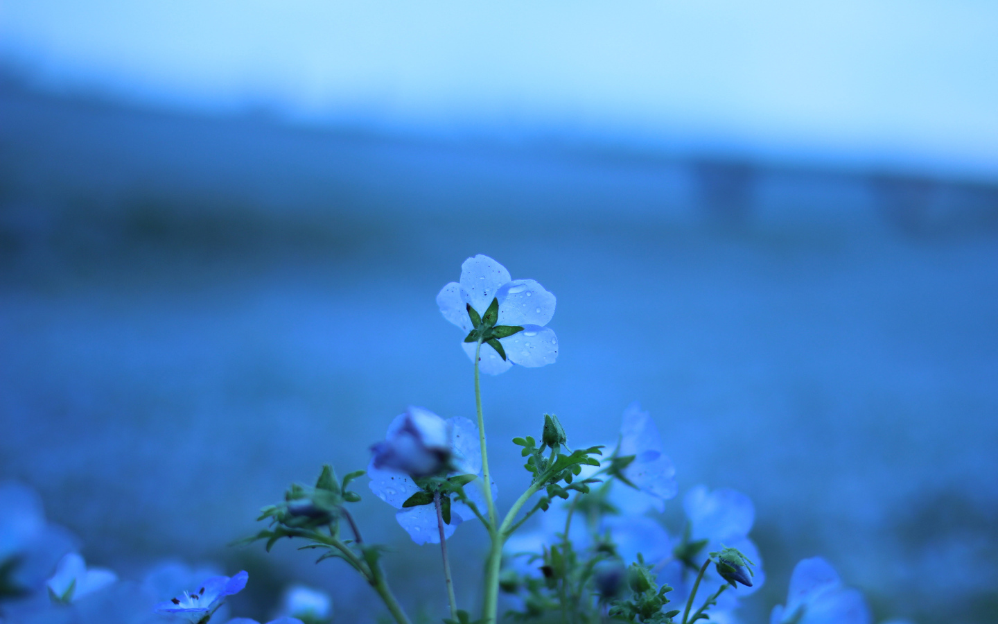 Голубые цветы