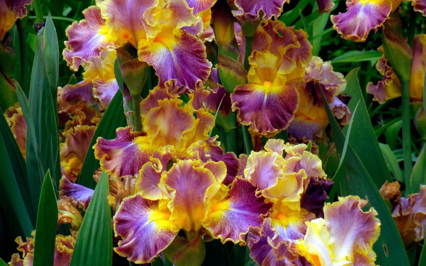 	   Bright irises