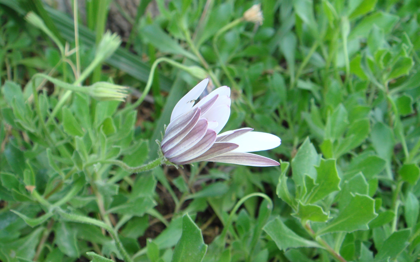 Нежный розовый цветок