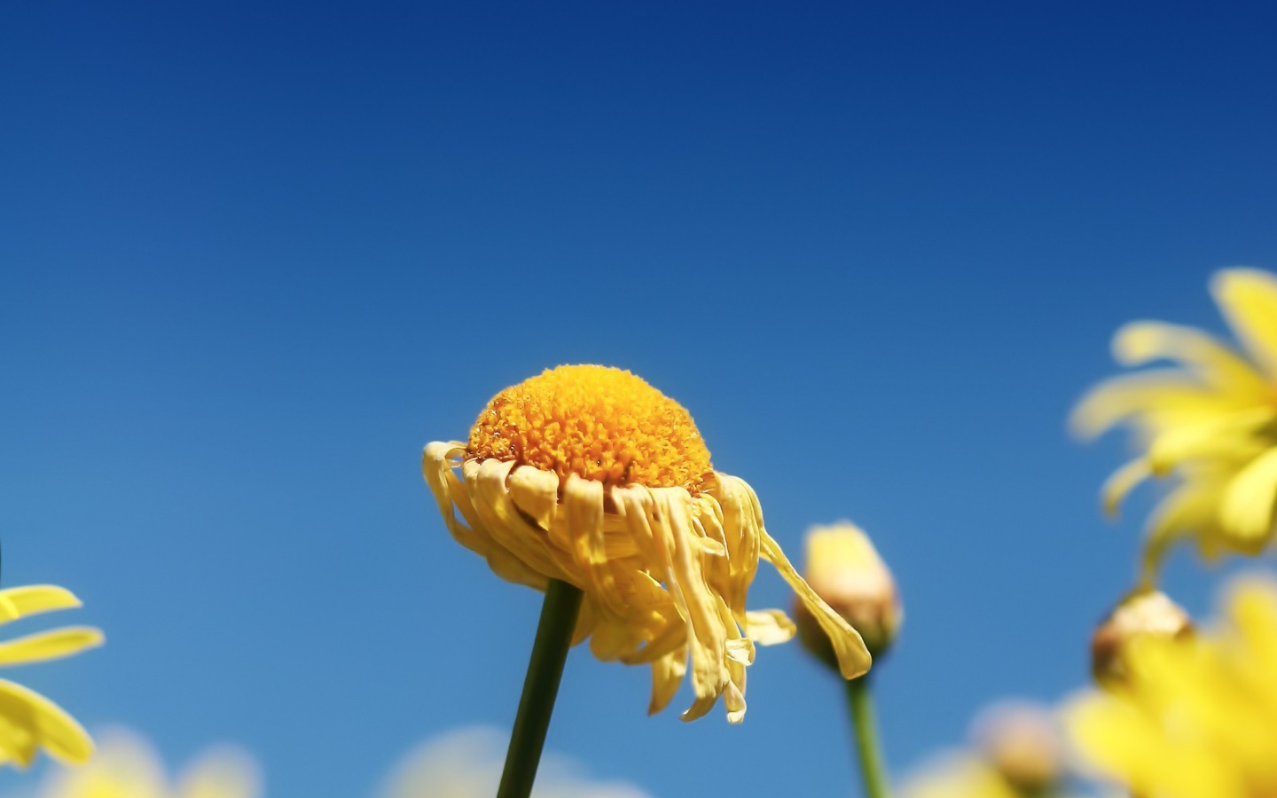 Засохший цветок