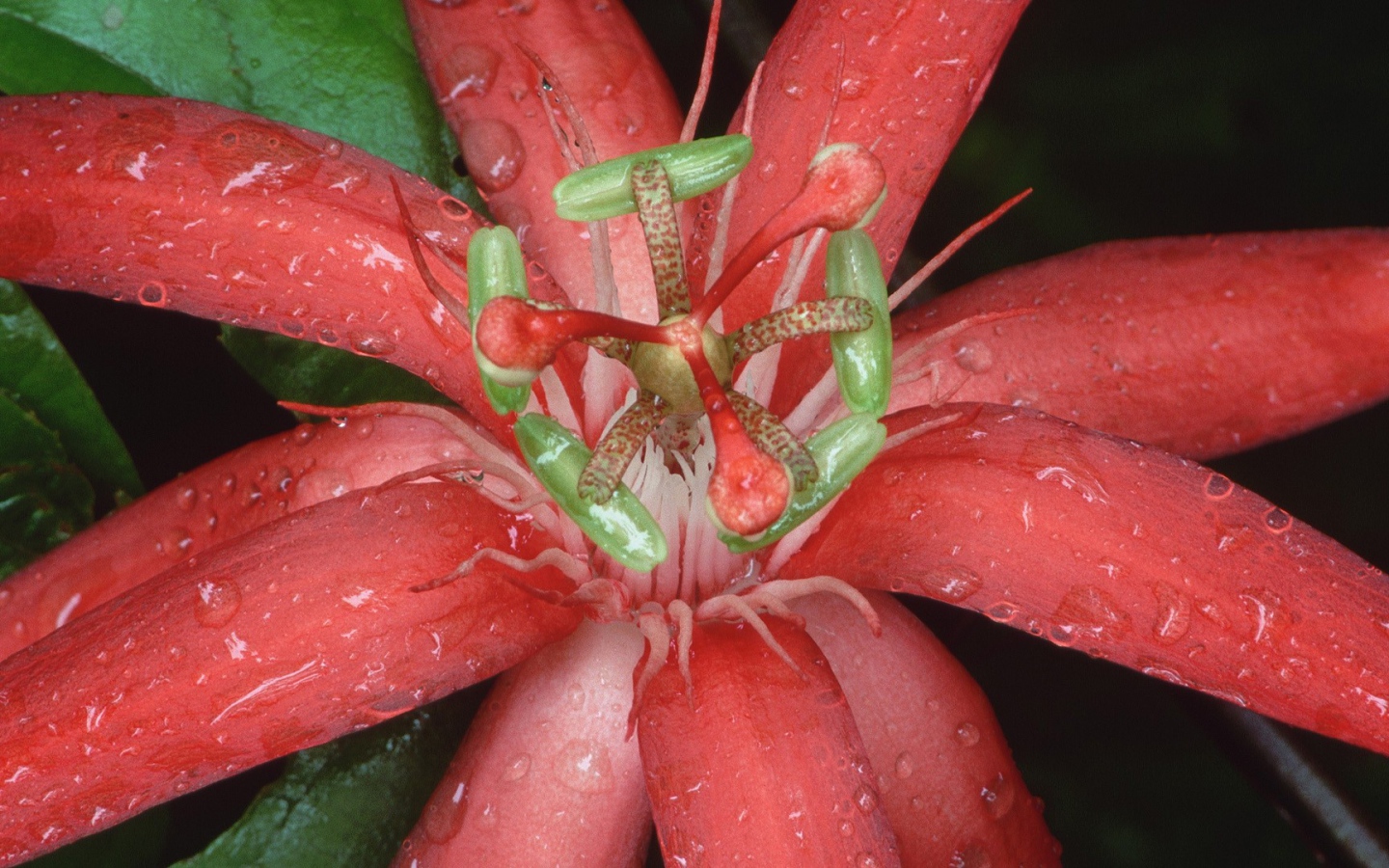 Цветок из Эквадора