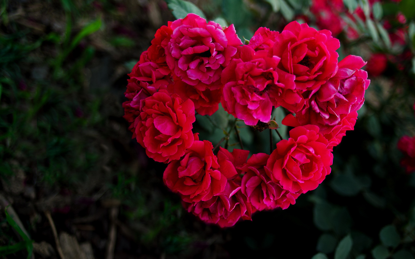 Сердечко из роз