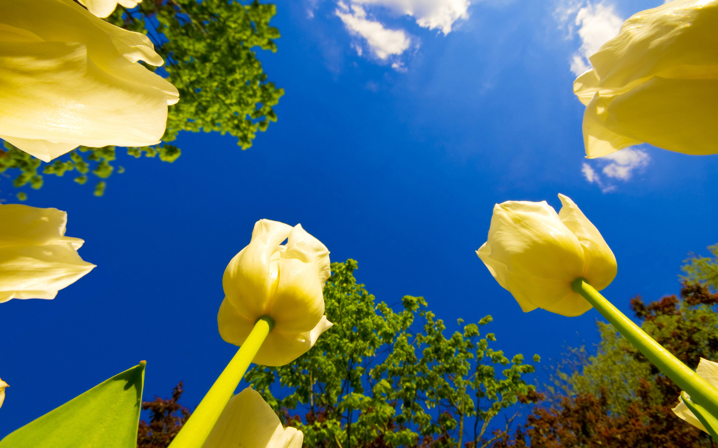Взгляд на тюльпаны снизу