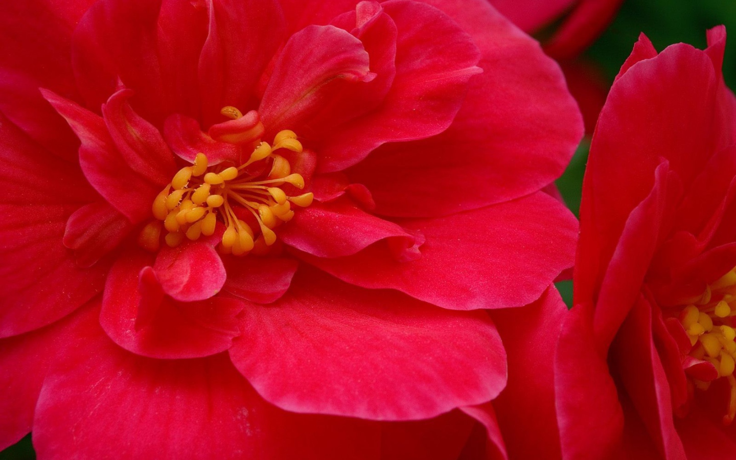 Красные большие цветы