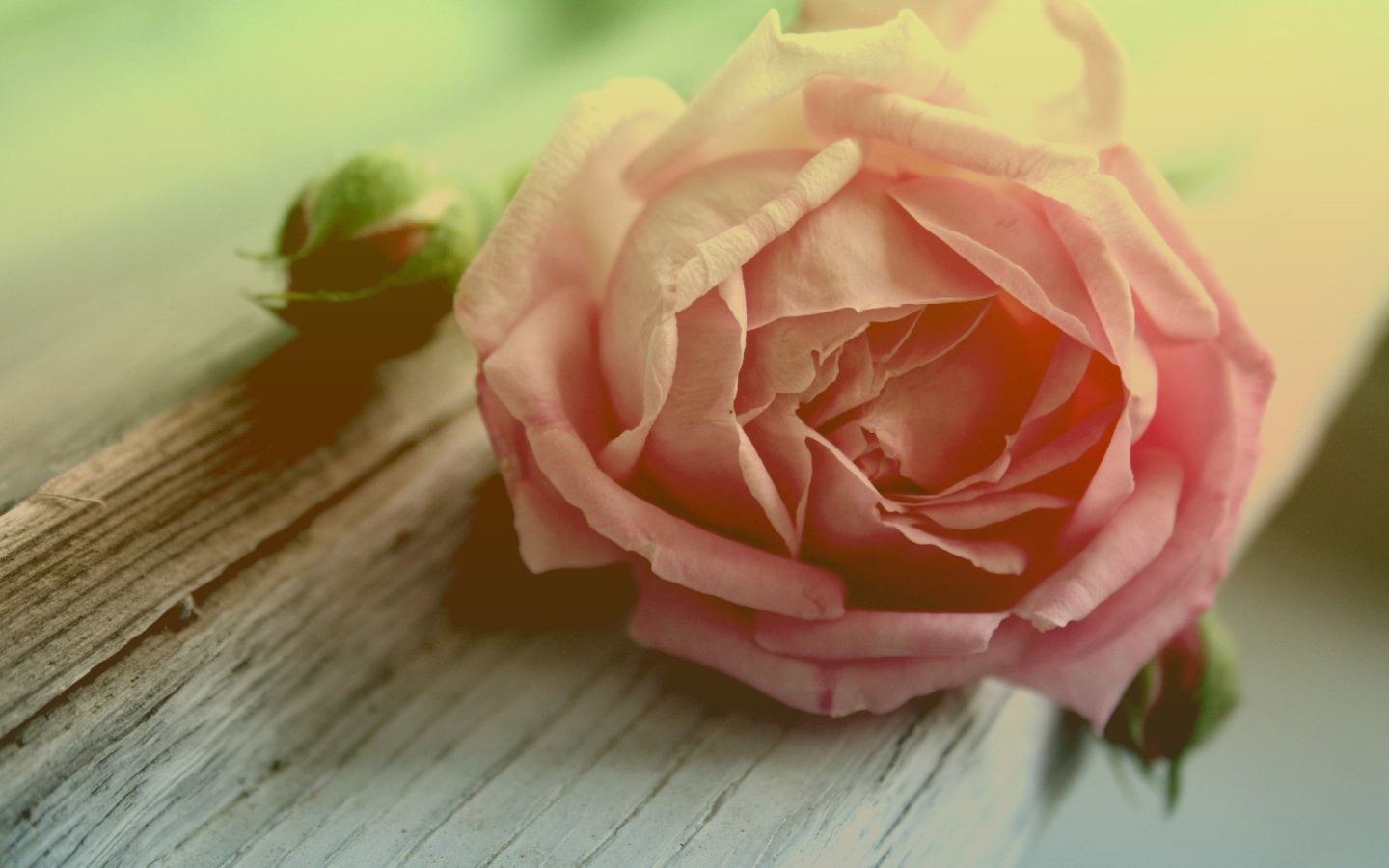 Роза и бутоны на доске