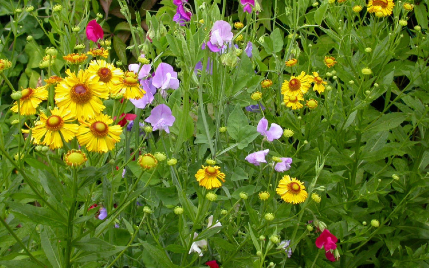 Заросли цветов