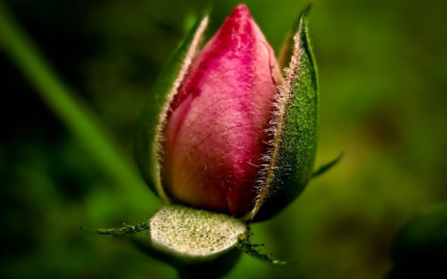 Нераспустившийся бутон розы