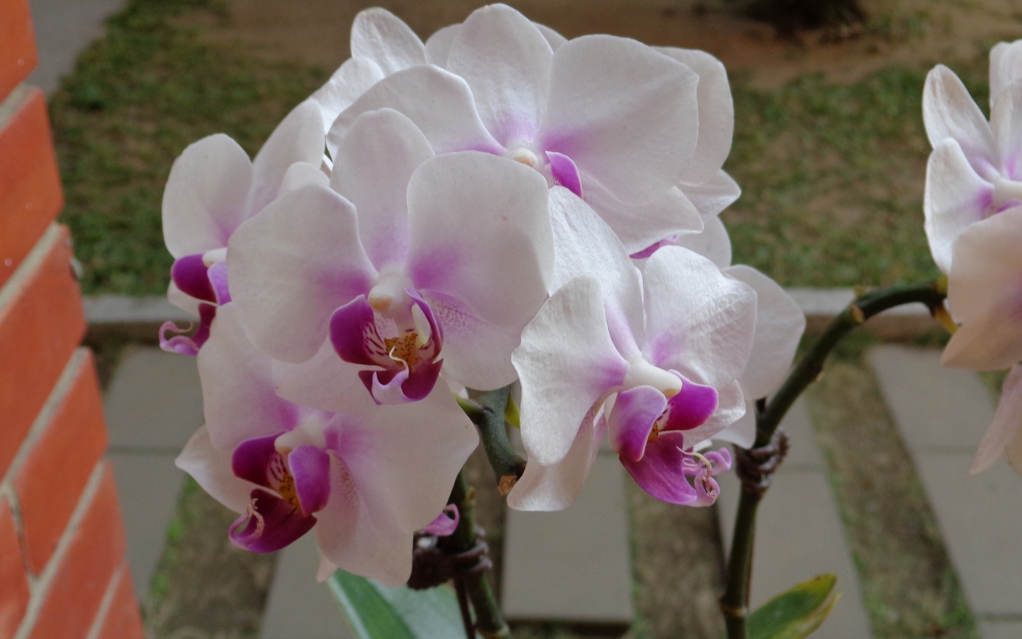Бело розовые орхидеи