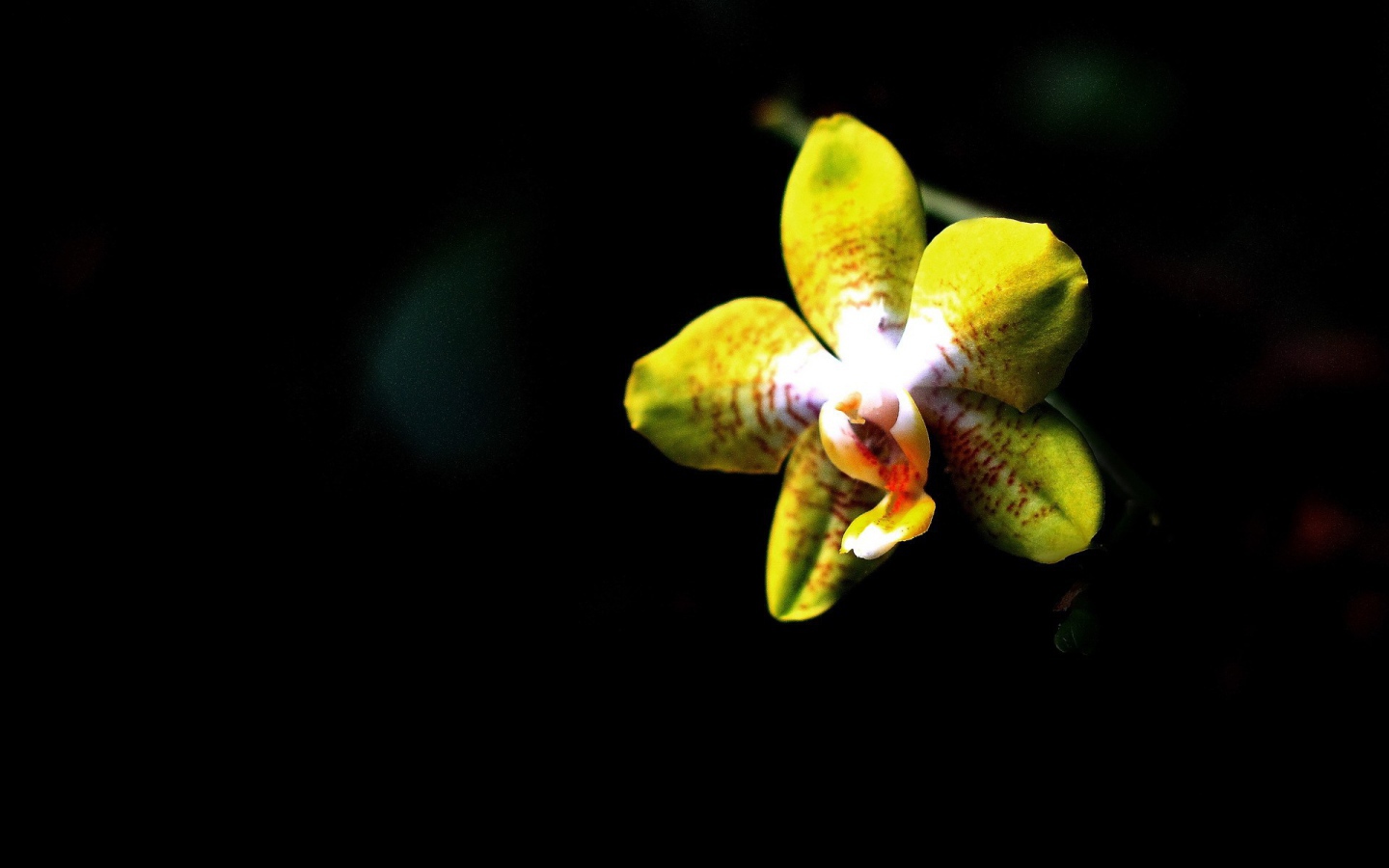 Желтая орхидея на черном фоне
