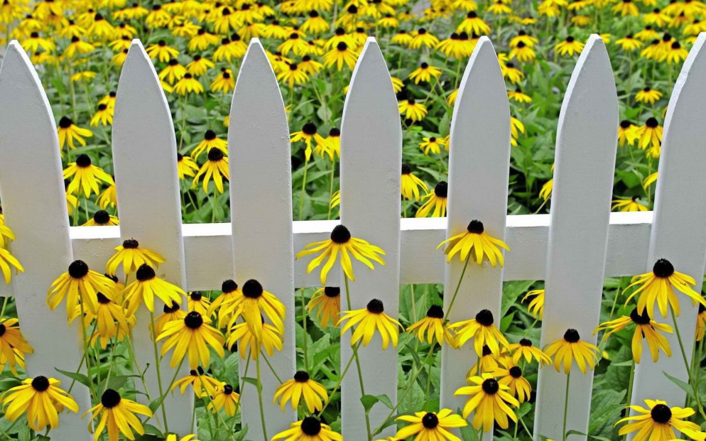 Желтые цветы у белого забора