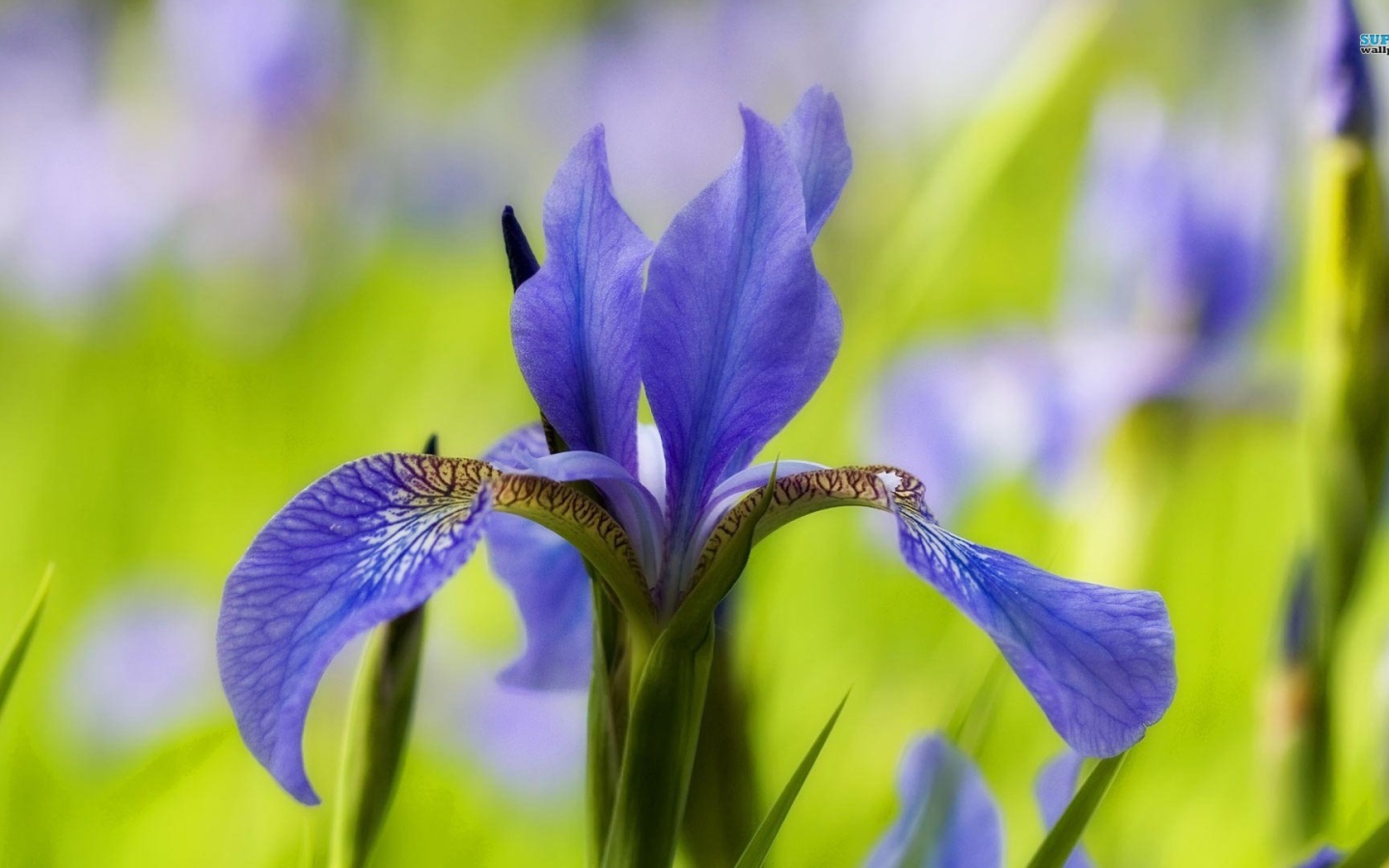 Ирис только распустился