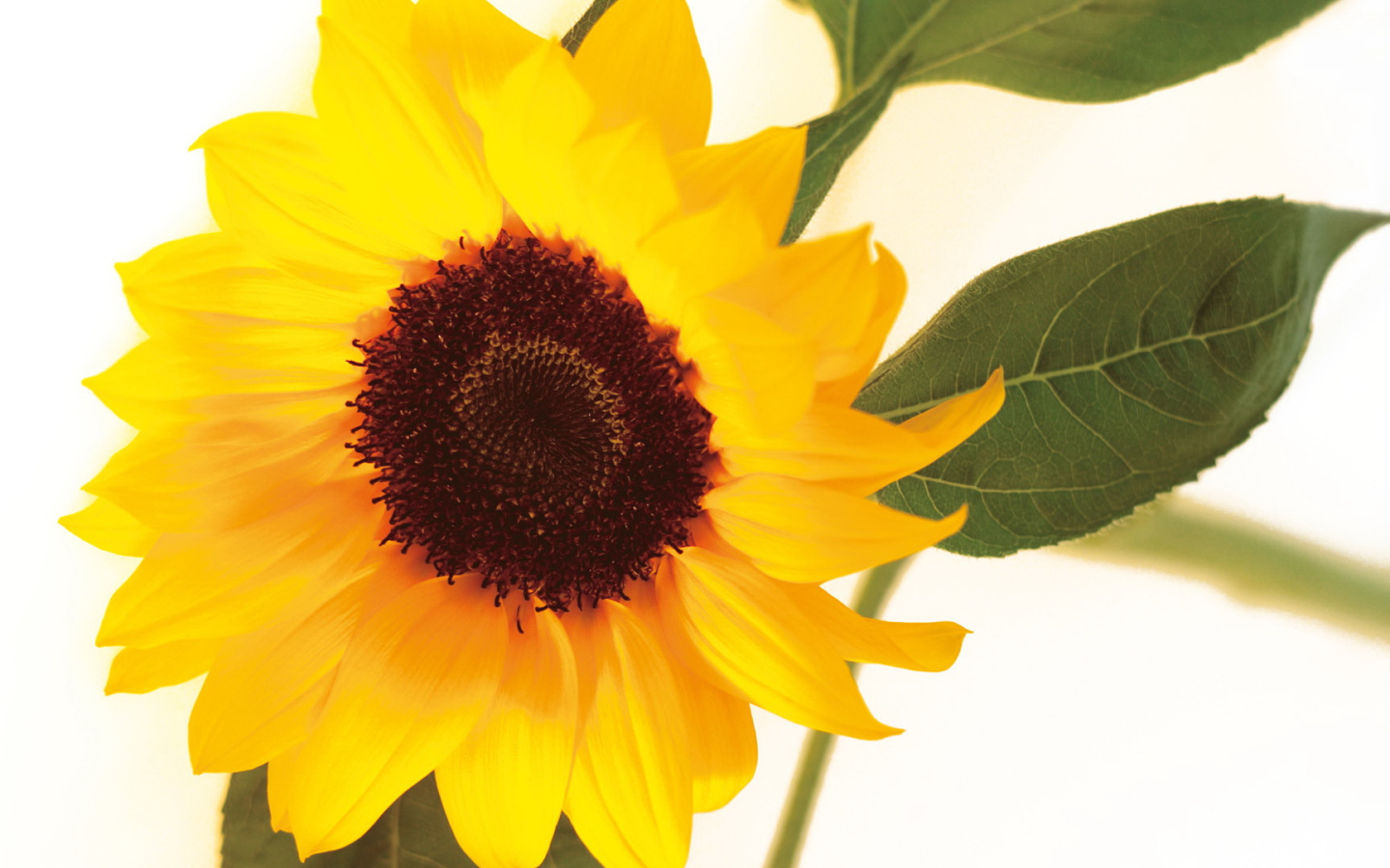 Цветок подсолнуха