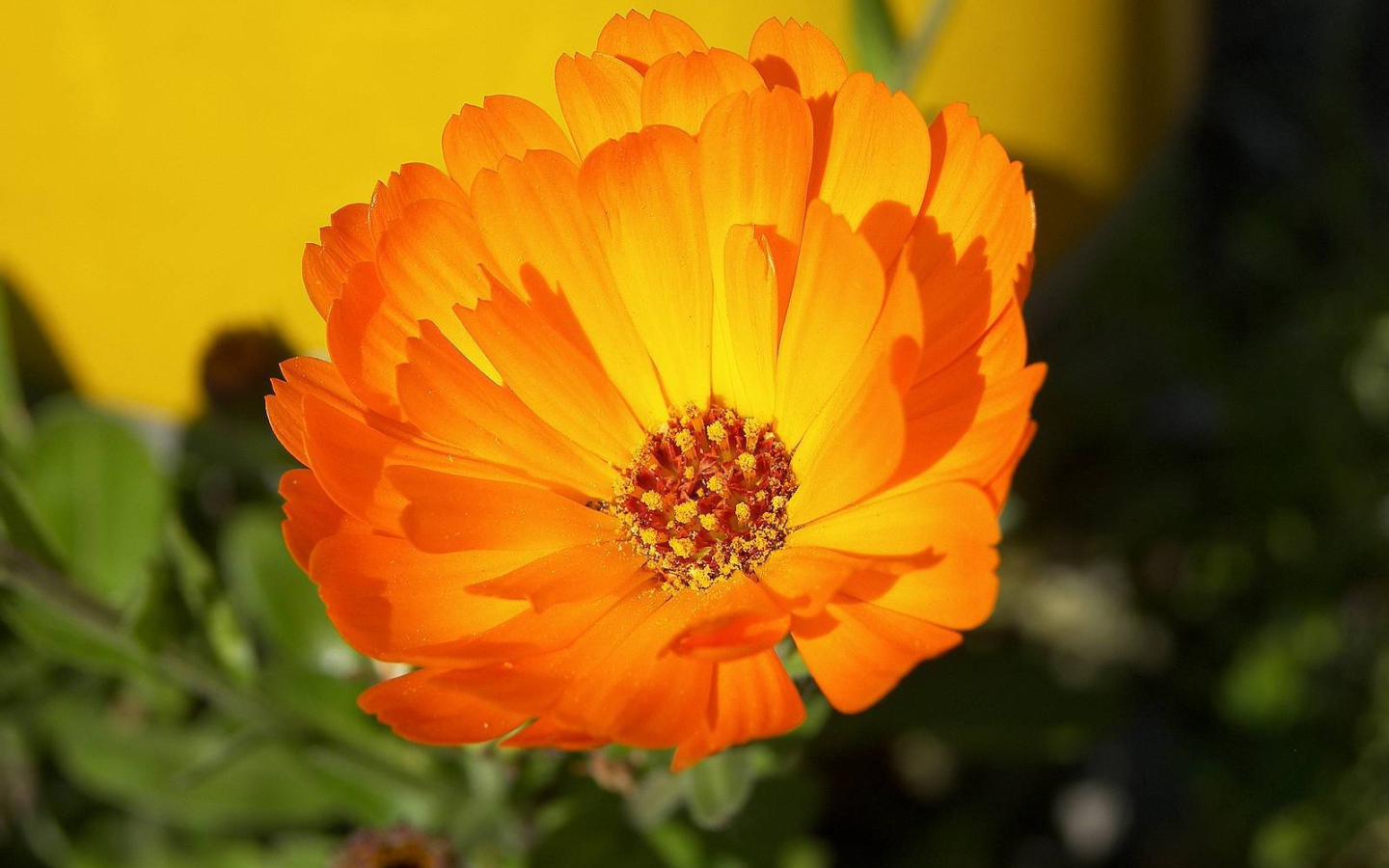 В саду красивые цветы календула