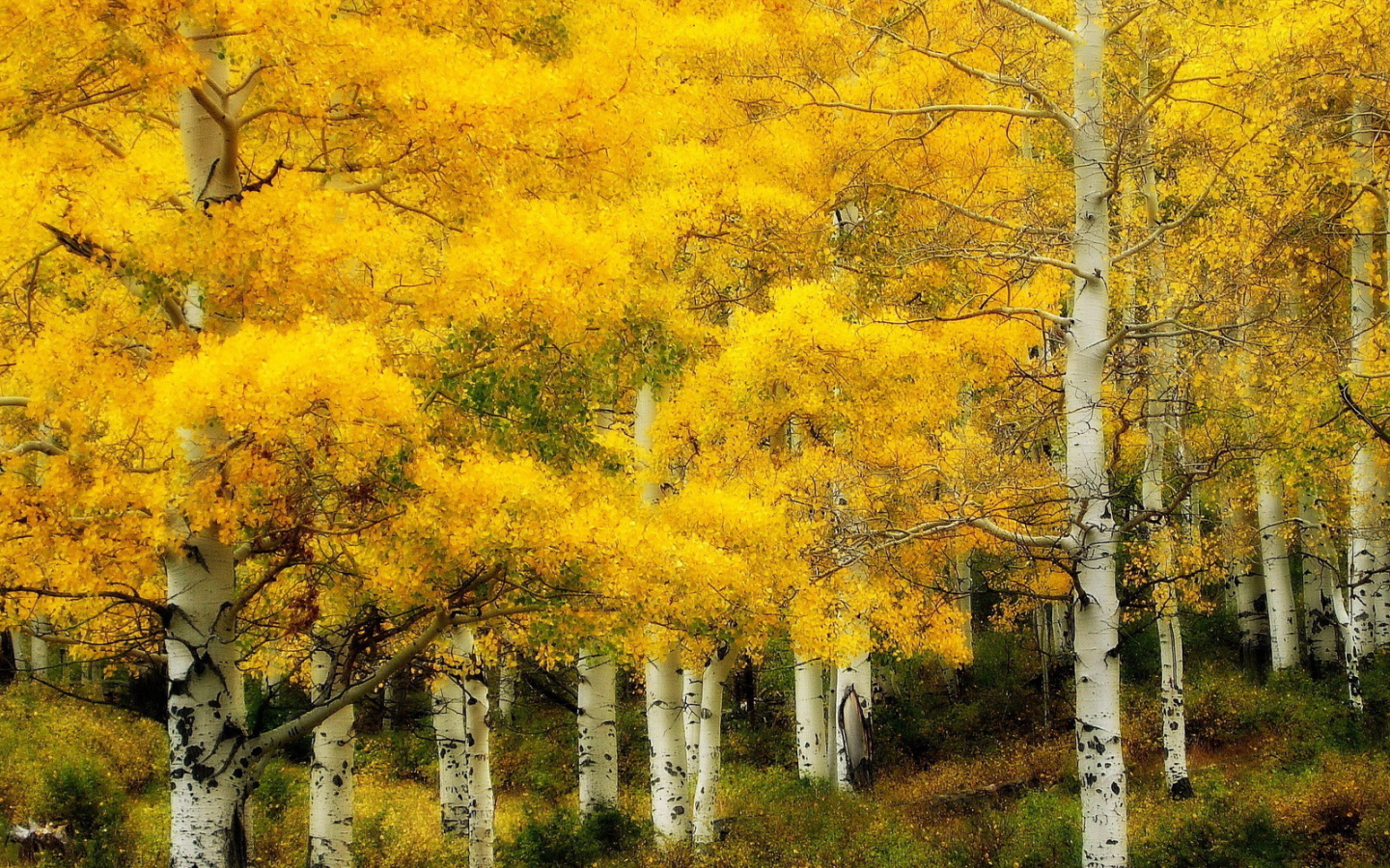 Осень в березовой роще