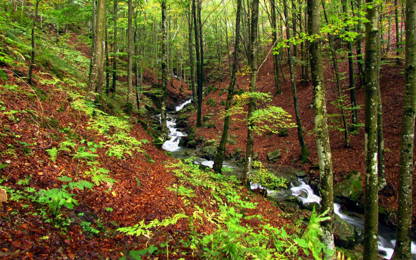 Быстрый ручей в лесу