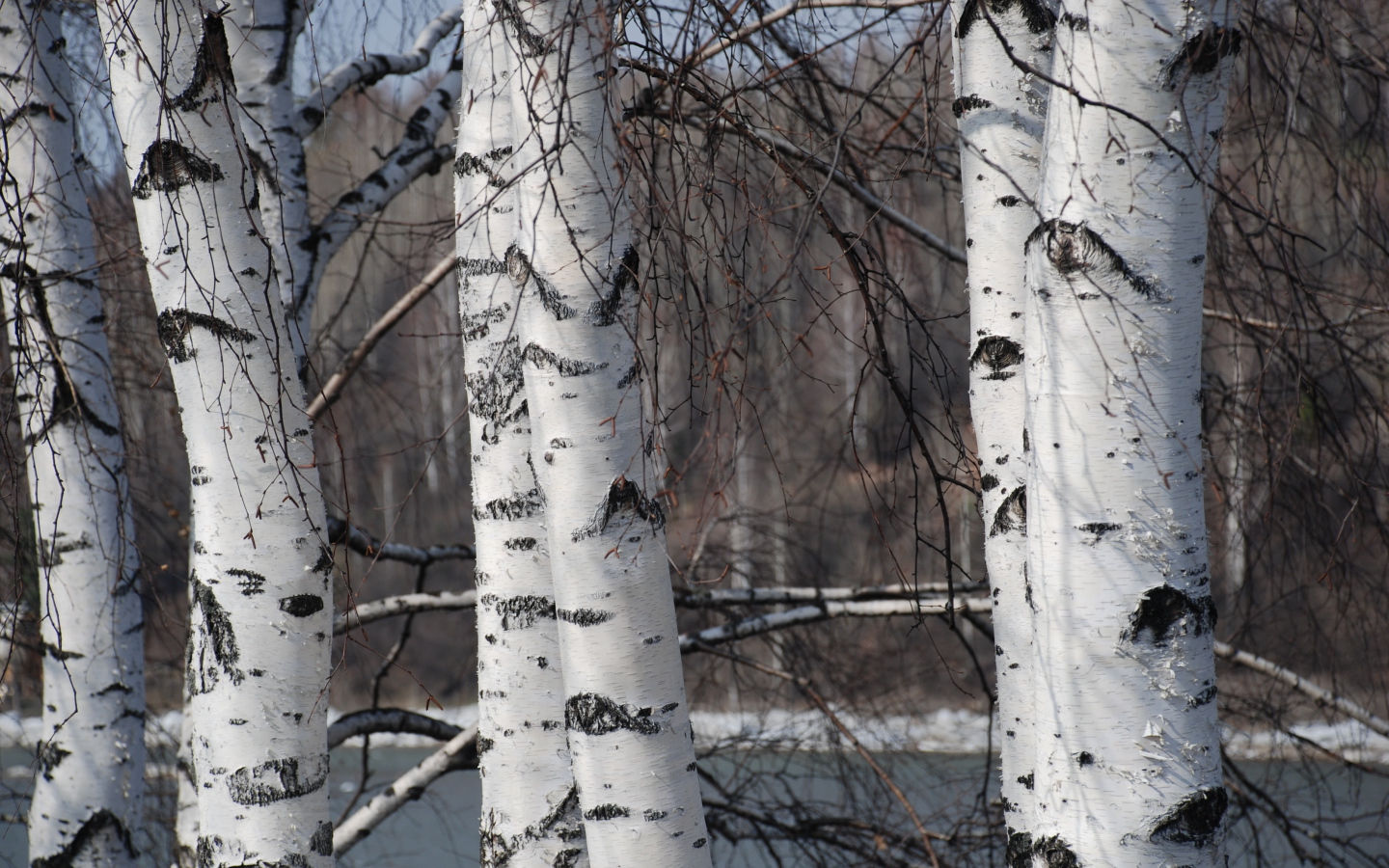 Зимняя березовая роща