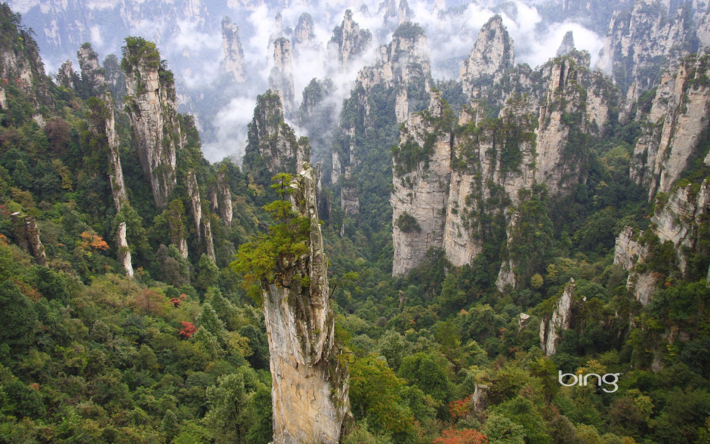 Лес на каменных столбах