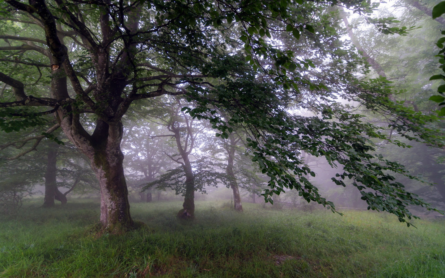 Туман в саду