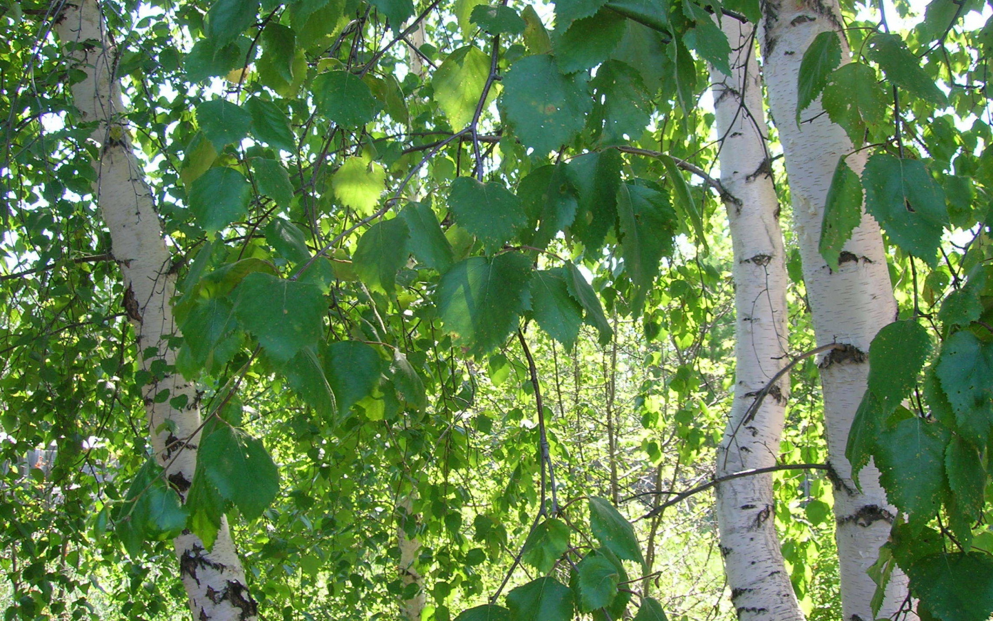 Листья березы