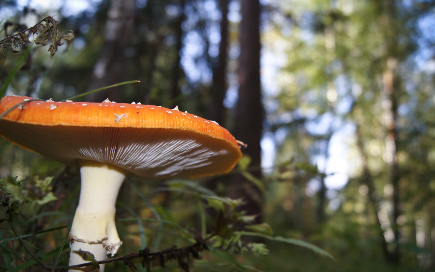 Большой гриб в лесу