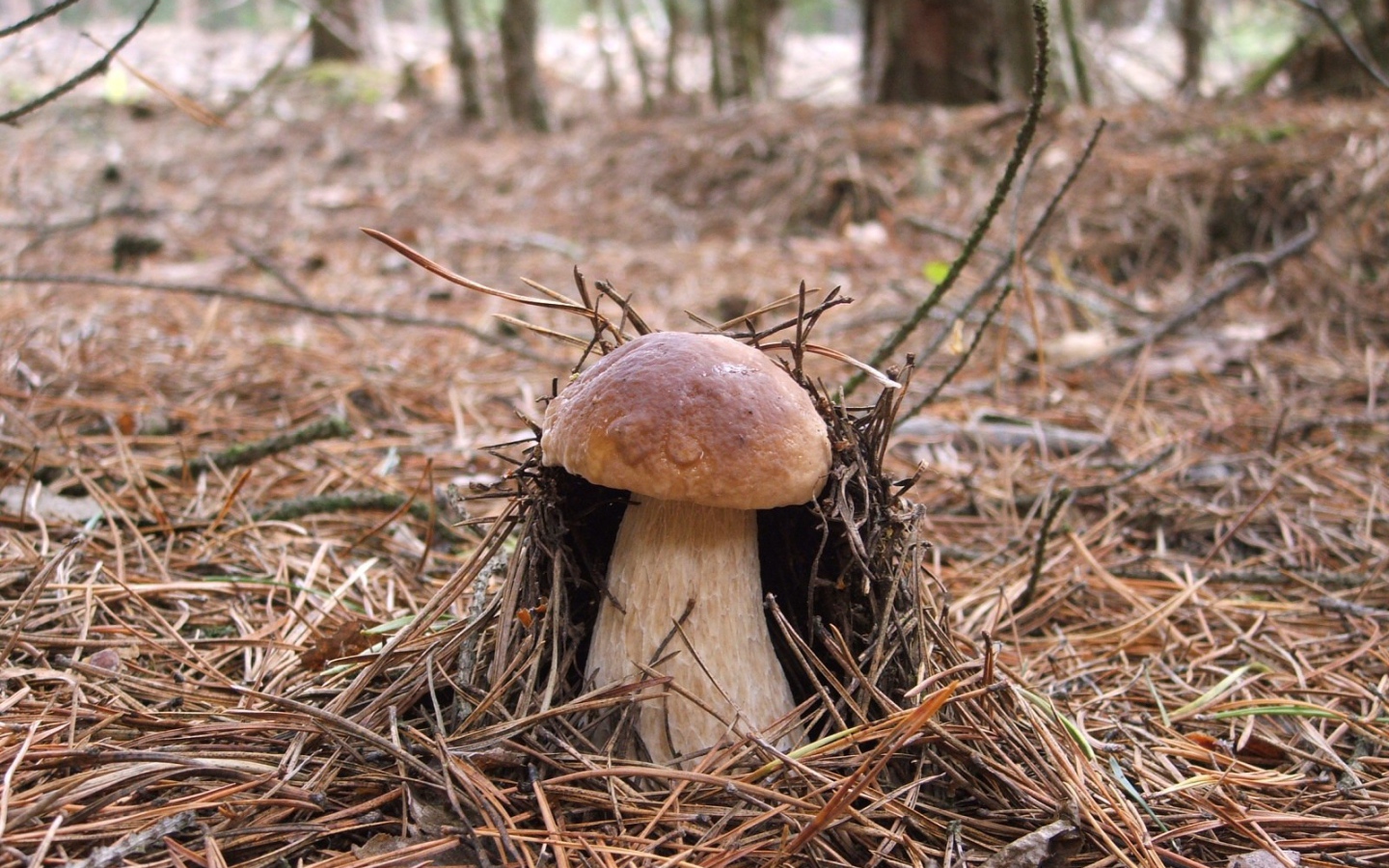 Гриб боровик