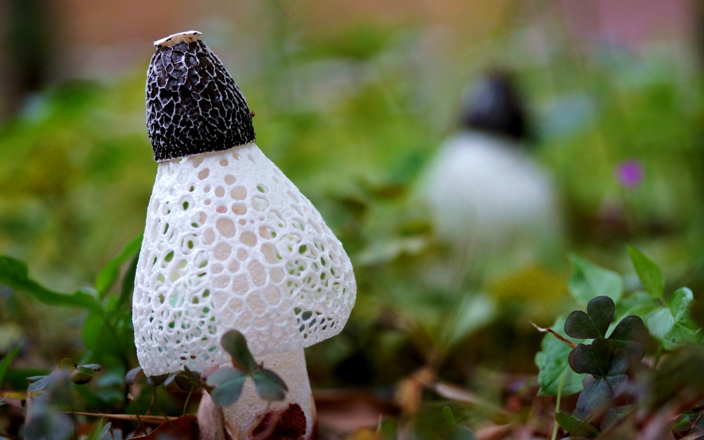 Сетчатые грибы