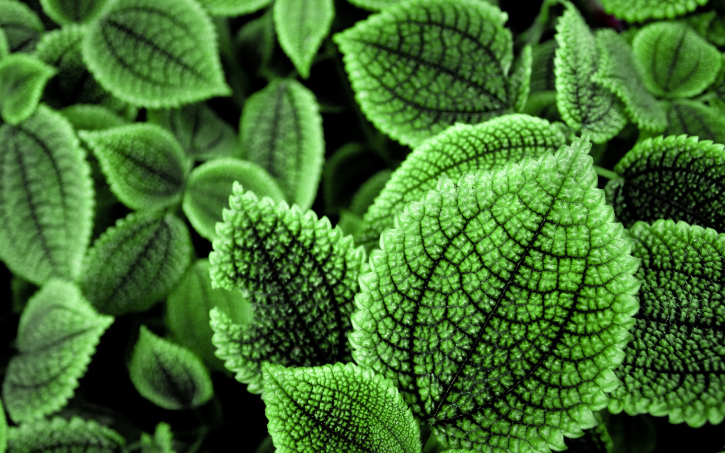 Прекрасные зеленые листья