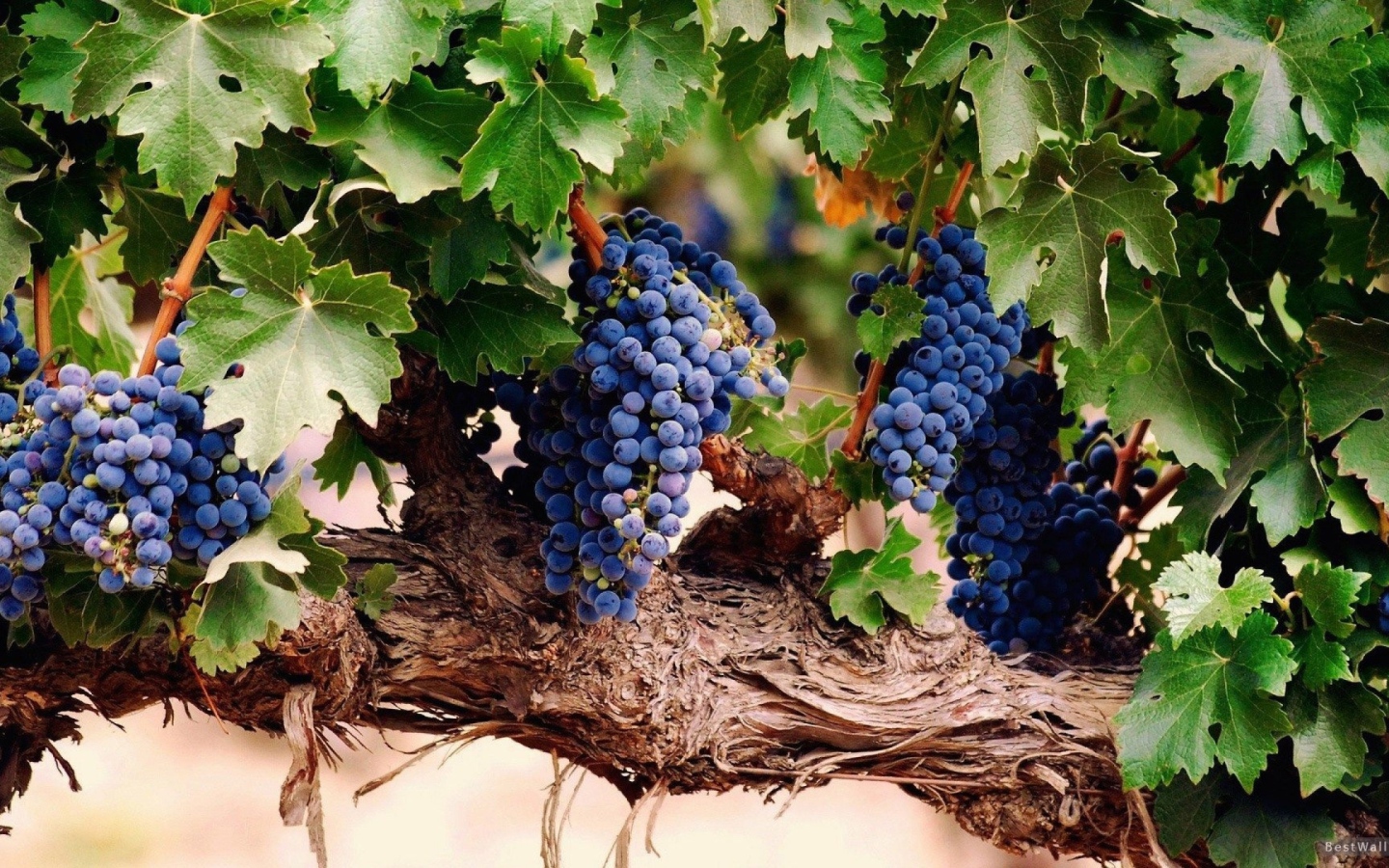 Гроздья спелого винограда