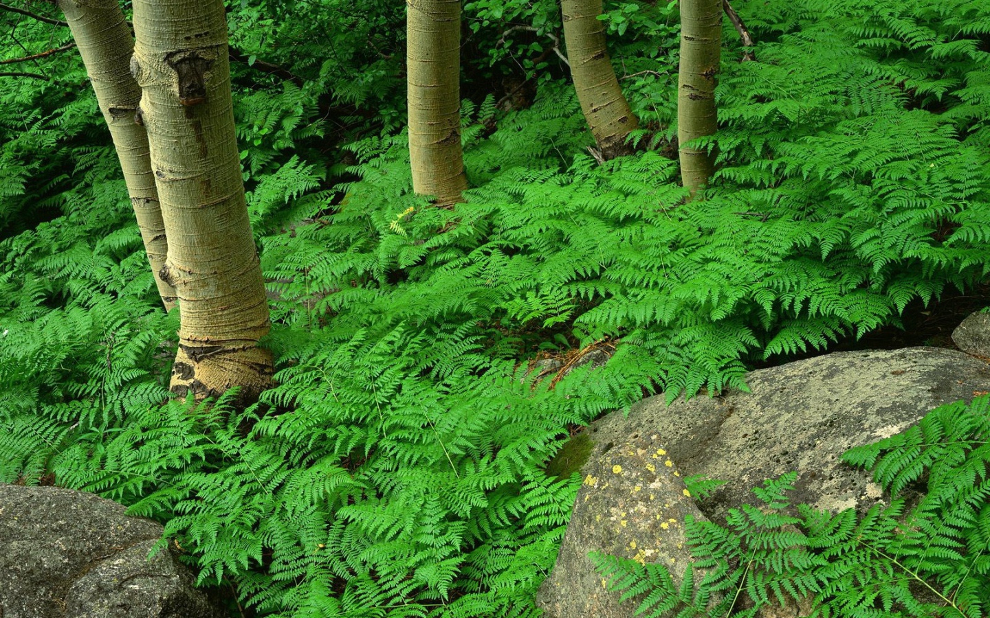 Заросли папоротника
