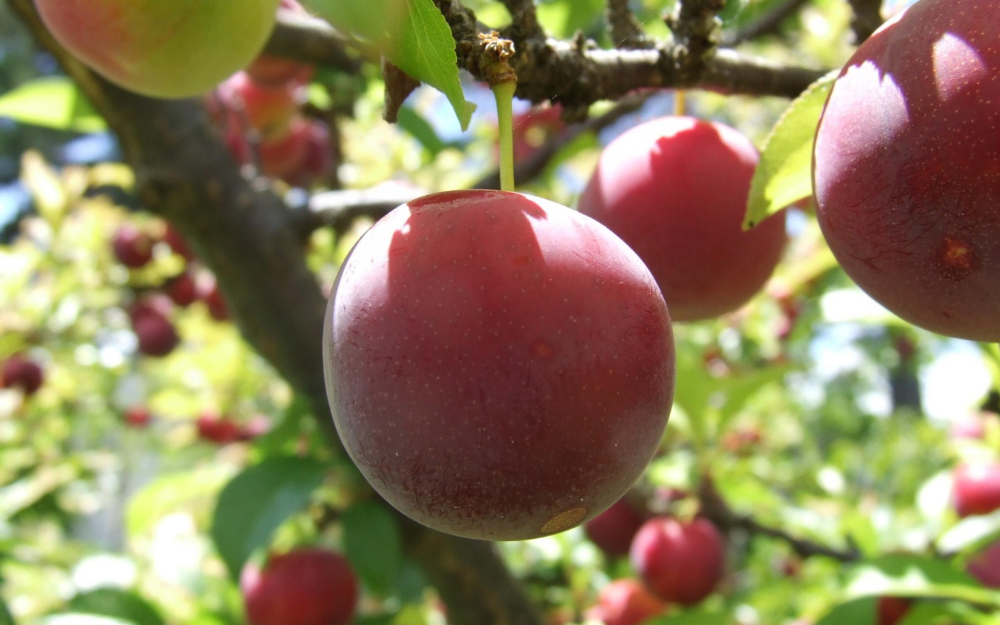 Красные фрукты на дереве