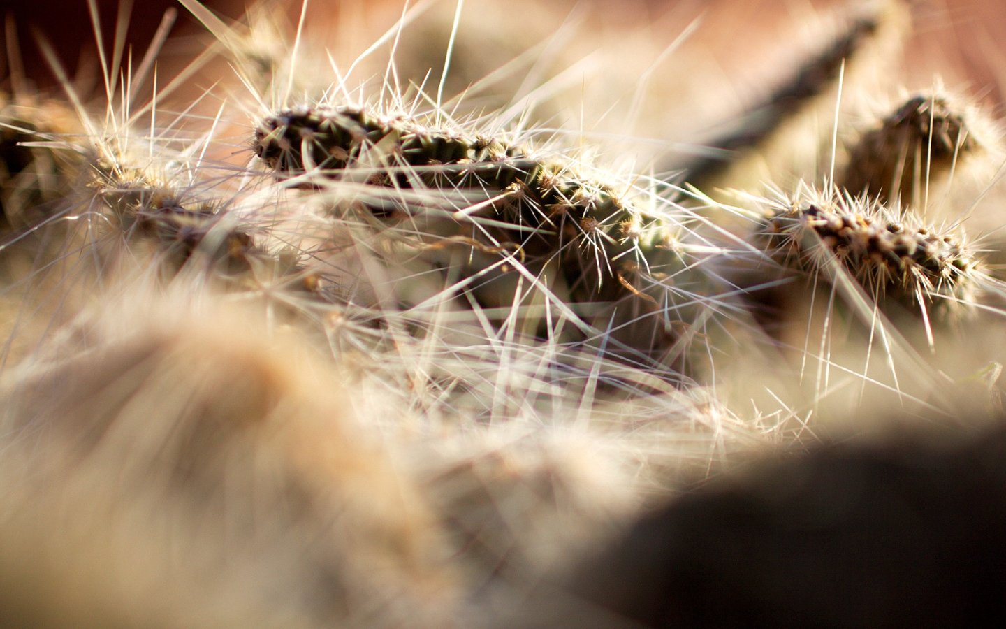 Колючки кактуса