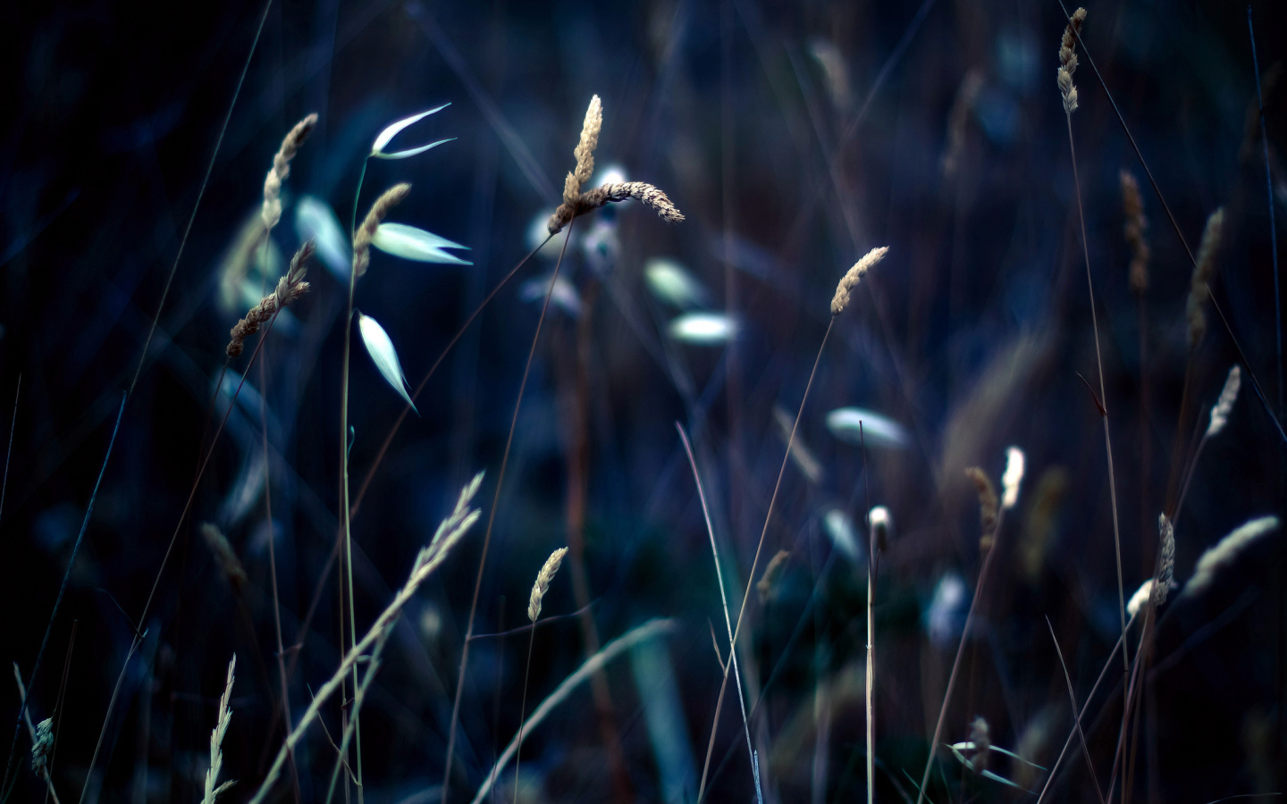 Колоски на траве