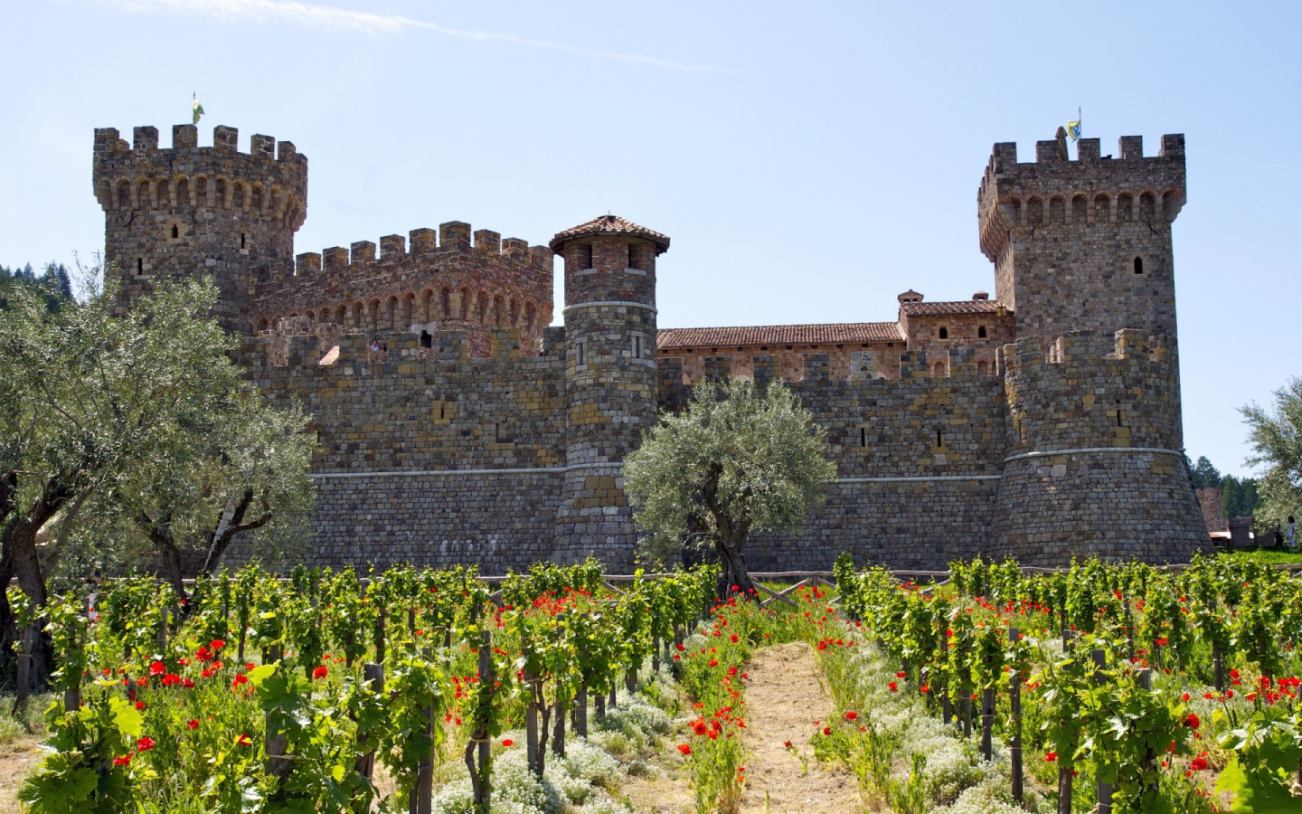 Vineyard in the fortress