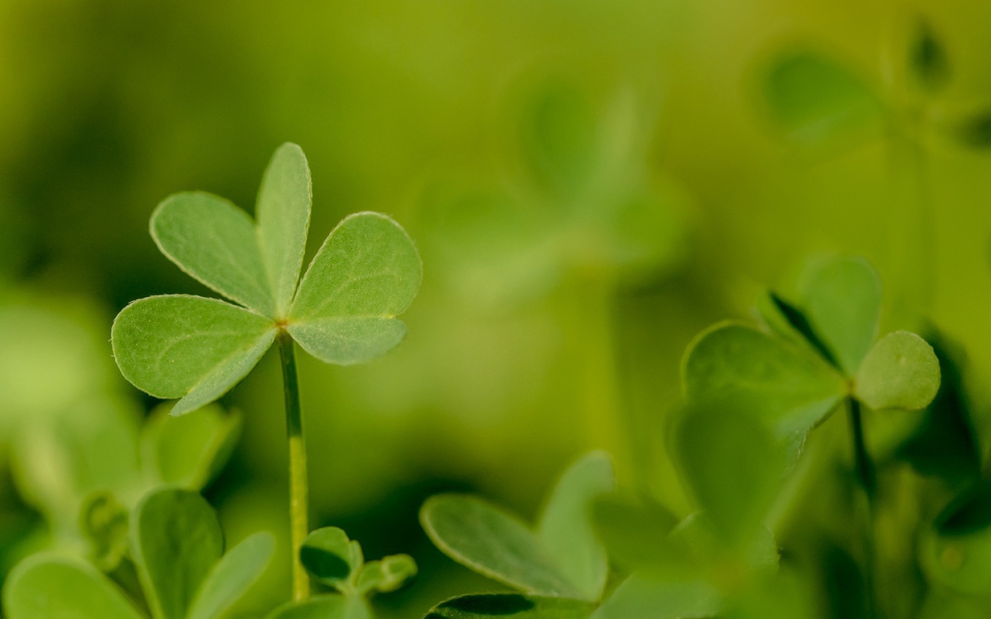 Молодой зеленый листик